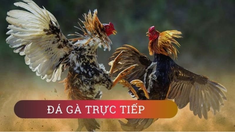 Đôi nét về đá gà trực tiếp