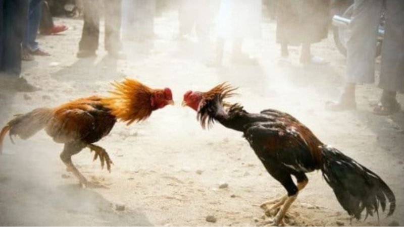 Chọn nhà cái uy tín để trải nghiệm nhiều kèo chọi gà  hấp dẫn