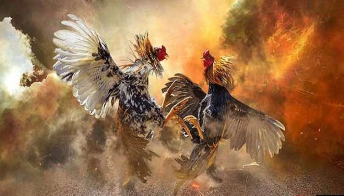 Bật mí kinh nghiệm chơi đá gà